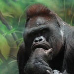 Viktorina Moskovskiy zoopark onlayn gorilly