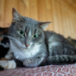 Викторина «Моспитомец»: как помочь животным найти дом». Ответы Dremin Mikhail