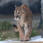 Viktorina Moskovskiy zoopark onlayn puma
