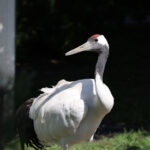 Viktorina Moskovskiy zoopark onlayn yaponskiye zhuravli