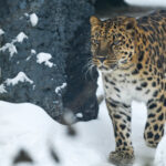 Viktorina Moskovskiy zoopark onlayn dal'nevostochnyy leopard