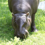 Viktorina Moskovskiy zoopark onlayn karlikovyy begemot