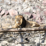 Viktorina Moskovskiy zoopark onlayn aziatskiye l'vy