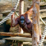 Viktorina Moskovskiy zoopark onlayn orangutany